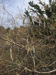 Polystemma cordifolium