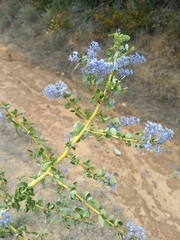 Ceanothus pendletonensis