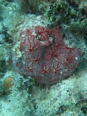 Monanchora arbuscula