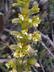 Fernandezia crystallina
