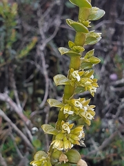 Fernandezia crystallina