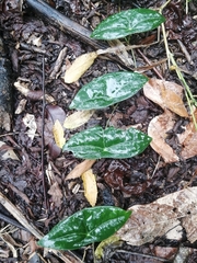 Passiflora sexocellata