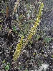 Fernandezia crystallina