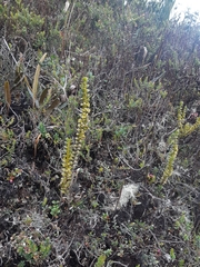 Fernandezia crystallina