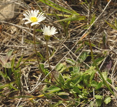 Brachyscome sinclairii