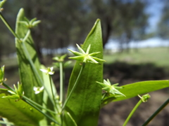 Damasonium minus