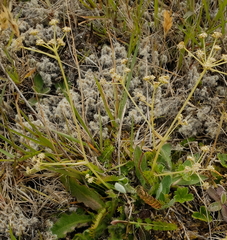 Anisotome aromatica aromatica