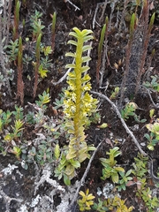 Fernandezia crystallina