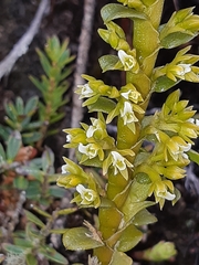 Fernandezia crystallina