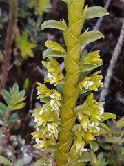 Fernandezia crystallina