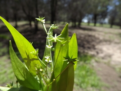 Damasonium minus
