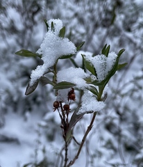 Kalmia microphylla occidentalis