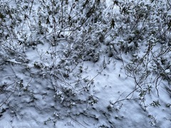 Kalmia microphylla occidentalis