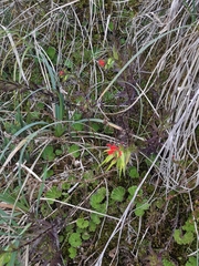 Castilleja fissifolia