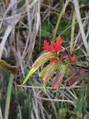 Castilleja fissifolia