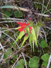 Castilleja fissifolia