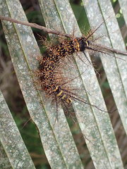 Pseudautomeris salmonea