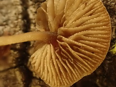 Simocybe haustellaris