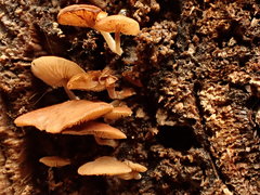 Simocybe haustellaris