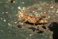 Orthoptera