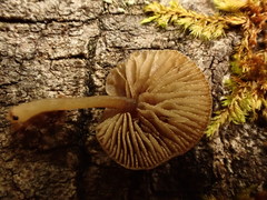 Simocybe haustellaris