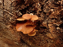 Simocybe haustellaris