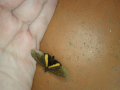 Virbia medarda