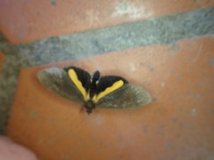 Virbia medarda