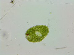 Euglena ehrenbergii