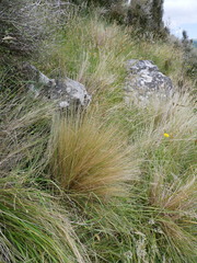 Festuca novae-zelandiae