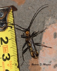 Neomallocera opulenta