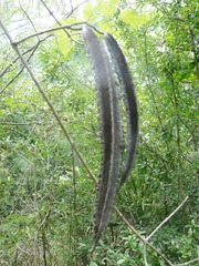 Cuspidaria convoluta