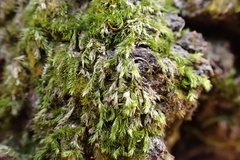 Sematophyllum adnatum