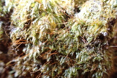 Sematophyllum adnatum