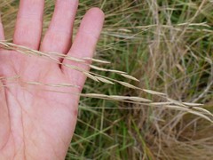 Festuca novae-zelandiae