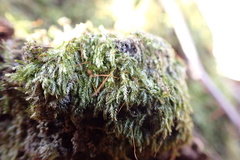 Sematophyllum adnatum