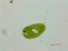 Euglena ehrenbergii