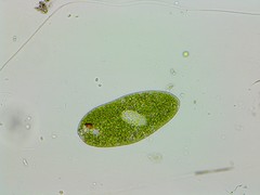 Euglena ehrenbergii