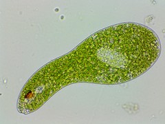 Euglena ehrenbergii