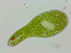 Euglena ehrenbergii