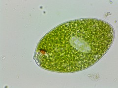 Euglena ehrenbergii