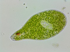 Euglena ehrenbergii