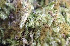 Sematophyllum adnatum