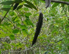 Cuspidaria convoluta