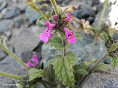Stachys philippiana
