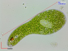 Euglena ehrenbergii