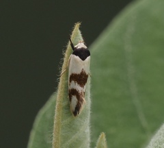 Zonopetala decisana