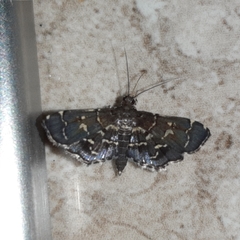 Eurrhyparodes splendens