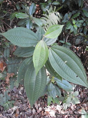 Miconia sylvatica