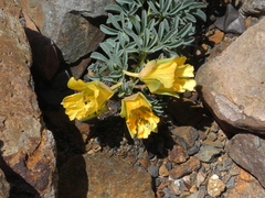 Tropaeolum polyphyllum